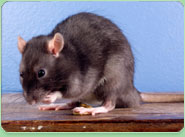 rat control Worsbrough