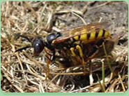 wasp control Worsbrough